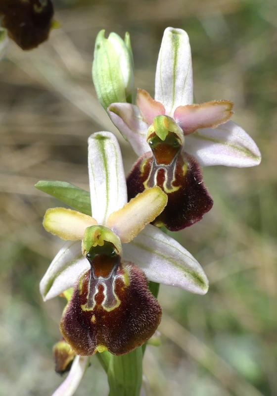 Ophrys exaltata subsp. archipelagi in Abruzzo marzo e aprile 2019